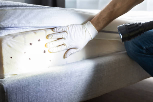 Reliable Oneida, TN Pest Control Solutions
