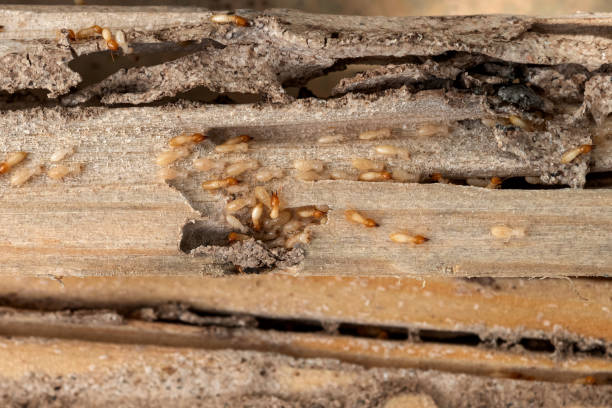 Best Residential Pest Control  in Oneida, TN